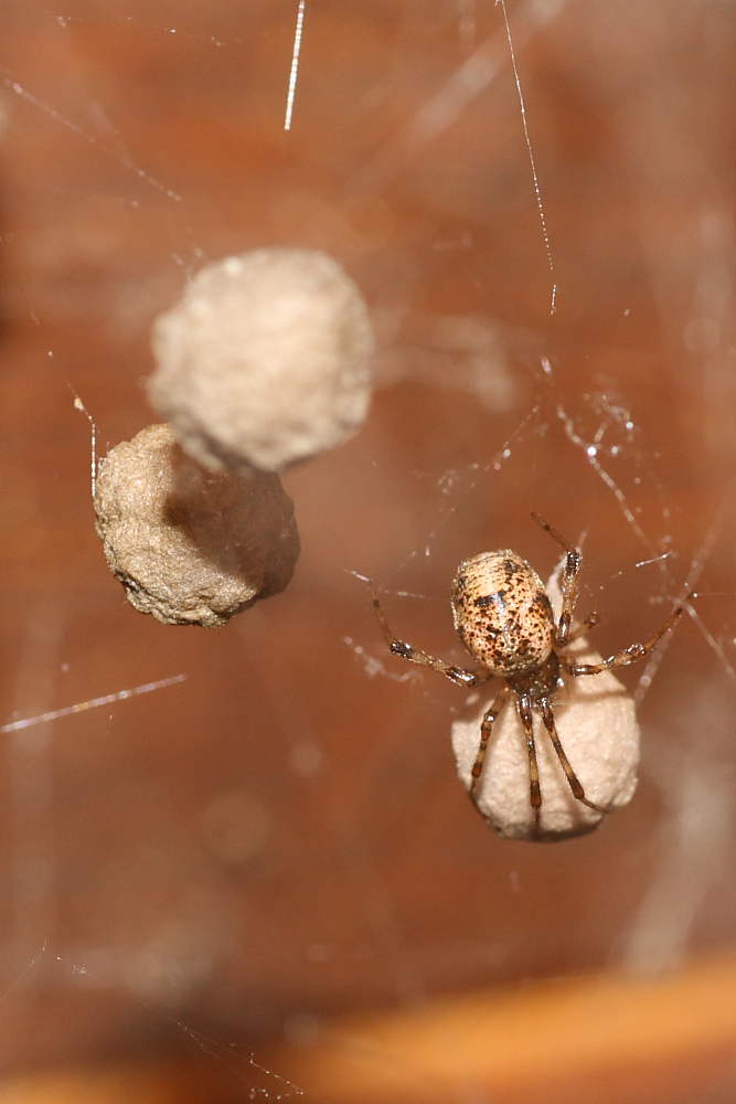 Parasteatoda sp.