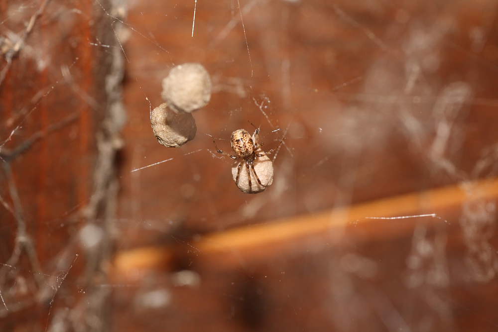 Parasteatoda sp.