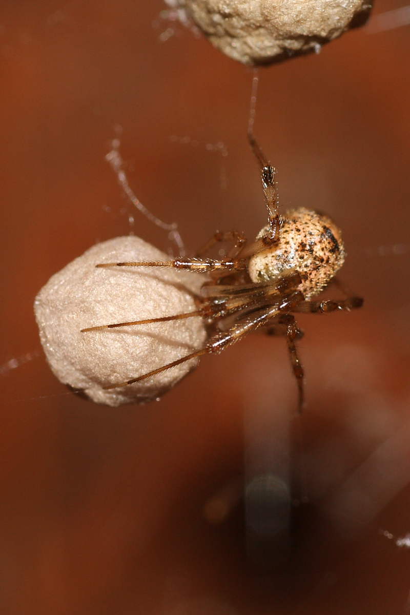 Parasteatoda sp.