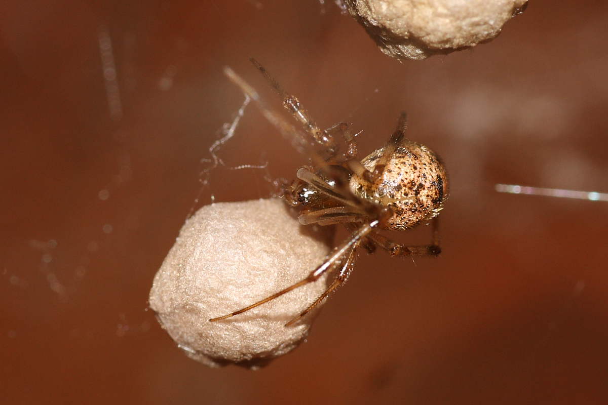 Parasteatoda sp.