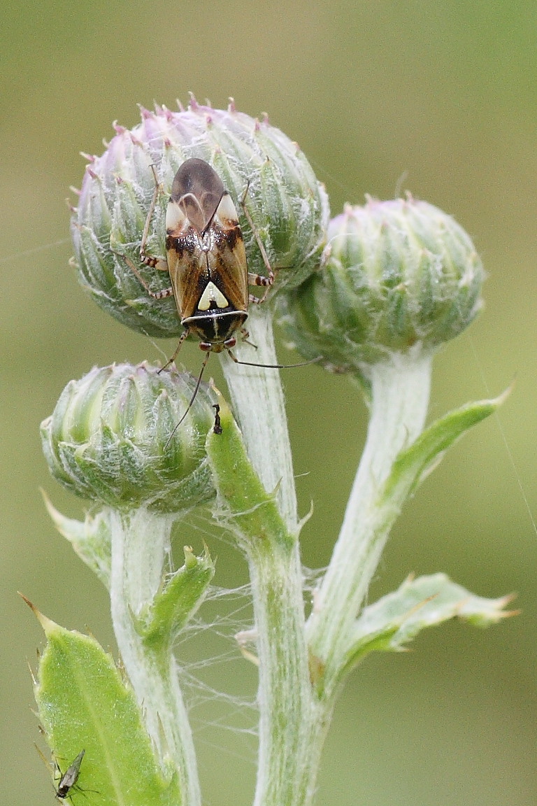 Miridae: Lygus pratensis  delle Marche - Agugliano (AN)