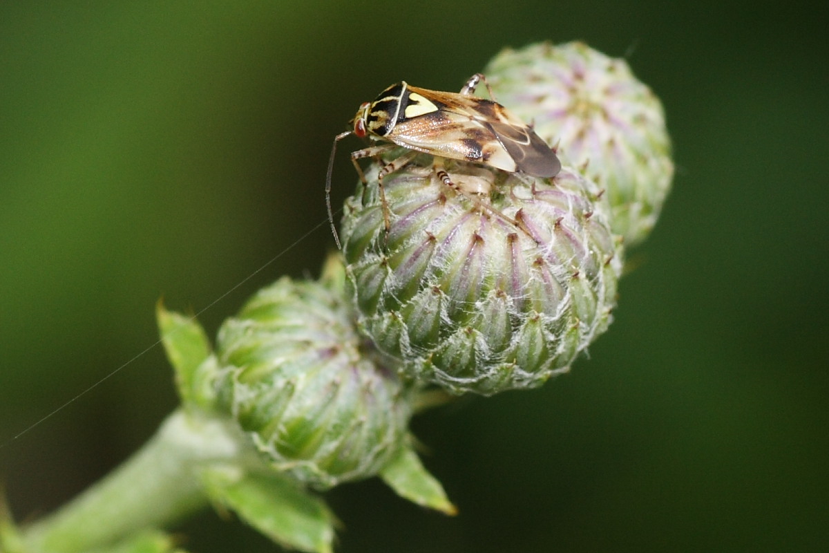 Miridae: Lygus pratensis  delle Marche - Agugliano (AN)