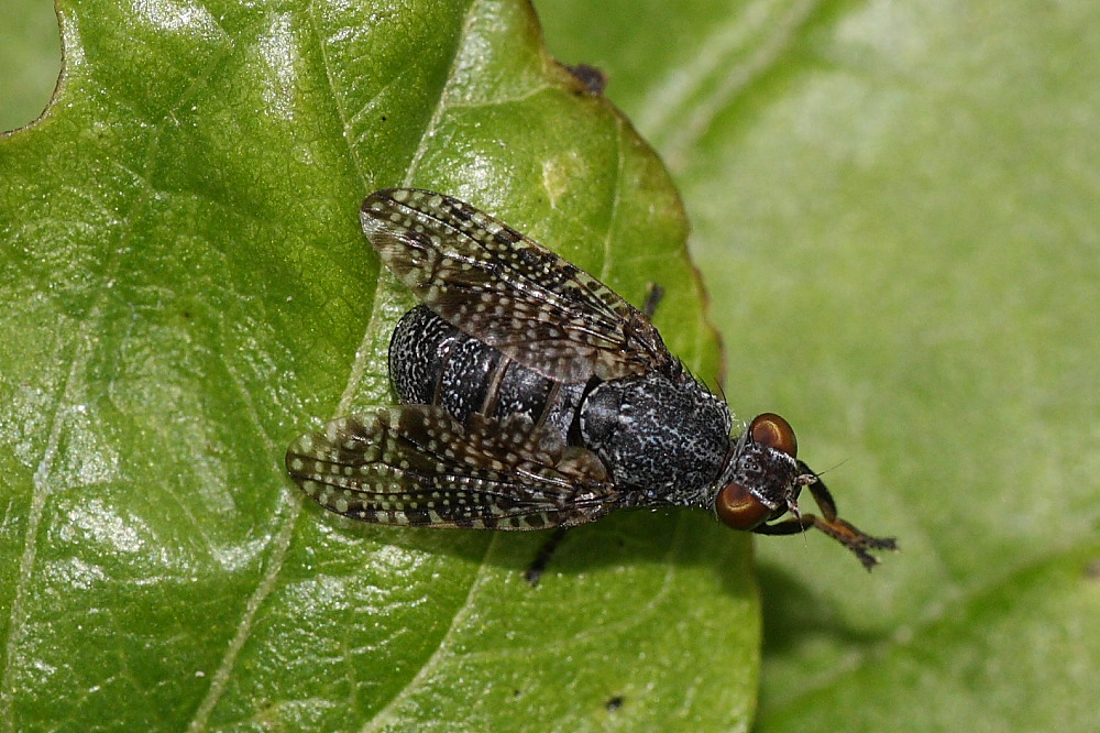 Platystoma sp. (Platystomatidae)