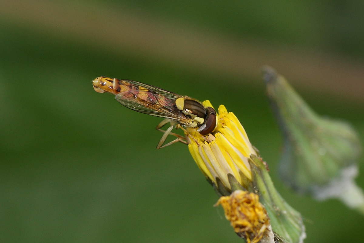 Sphaerophoria scripta (Syrphidae)