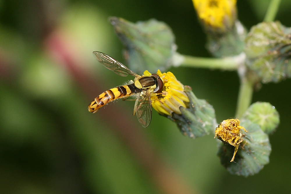 Sphaerophoria scripta (Syrphidae)