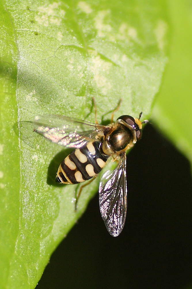 Eupeodes corollae ♀ (Syrphidae)