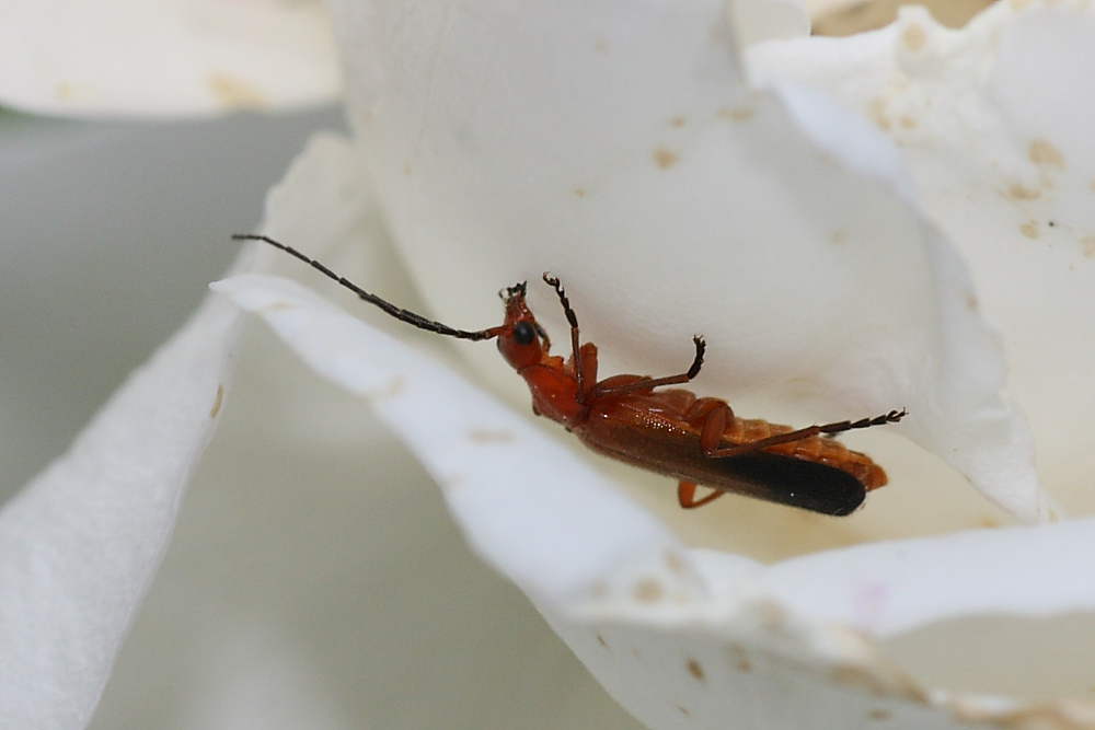 Rhagonycha fulva ?