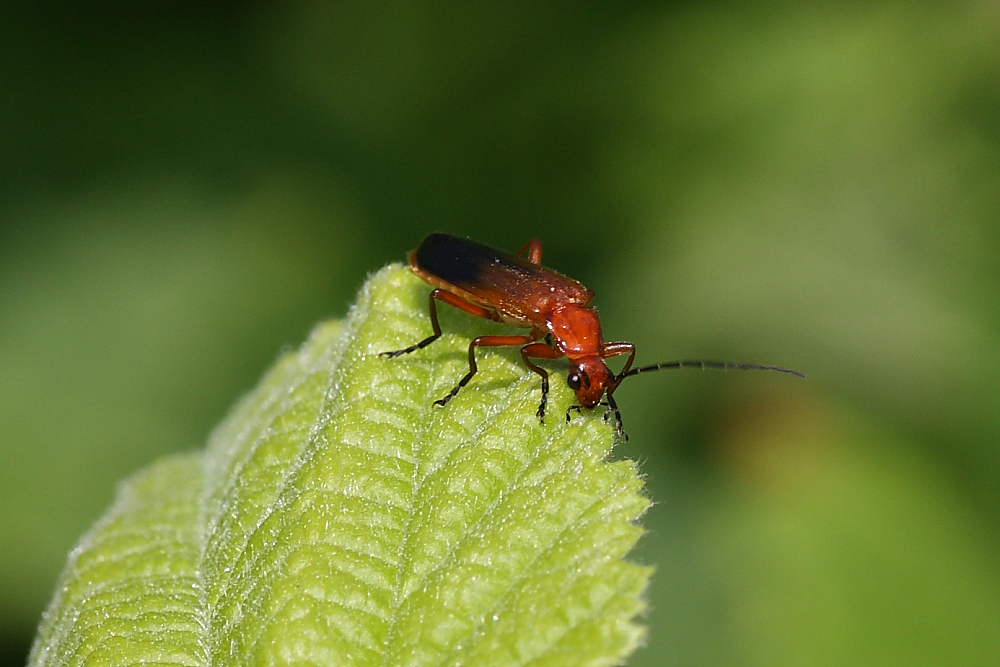 Rhagonycha fulva ?