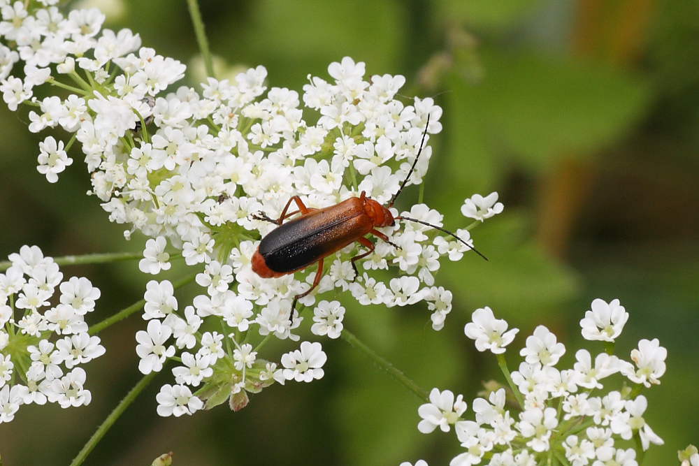 Rhagonycha fulva ?