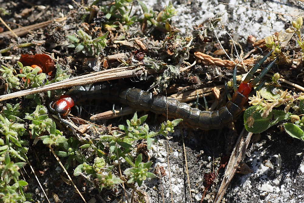 Scolopendra anconetana (indeterminata)