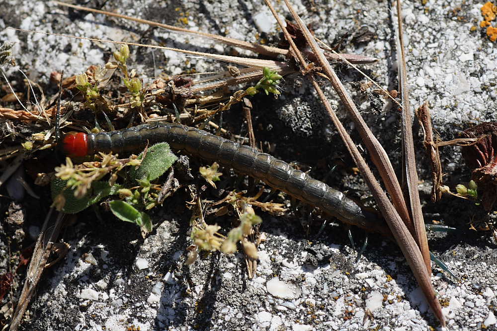 Scolopendra anconetana (indeterminata)