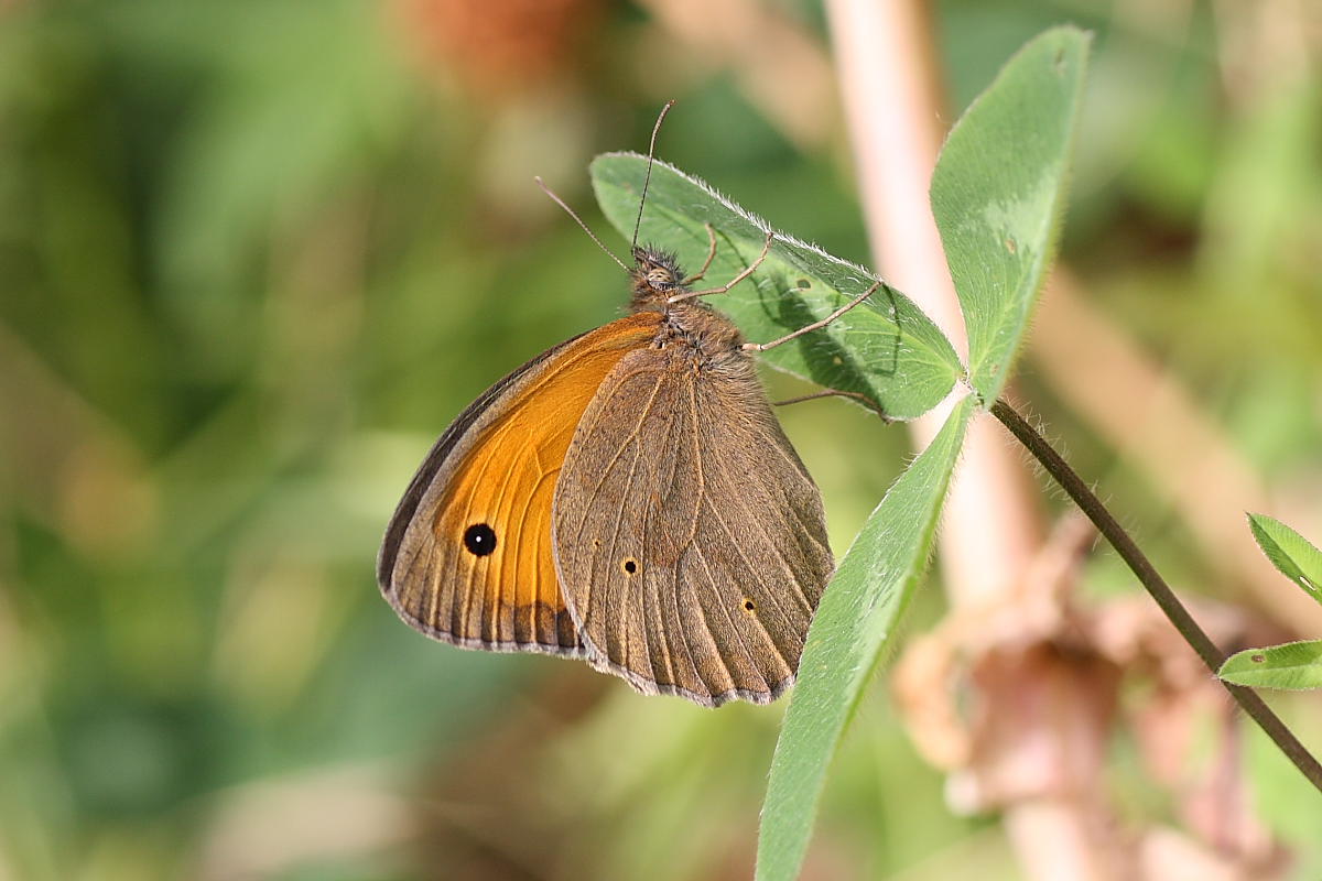 Maniola jurtina