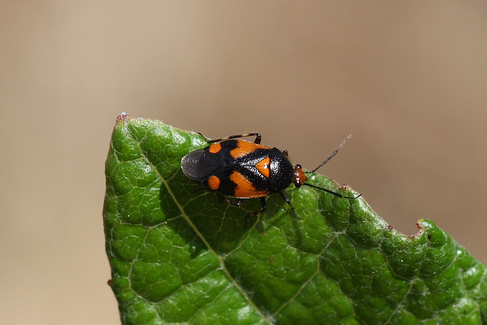 Miridae: Deraeocoris schach  di Agugliano