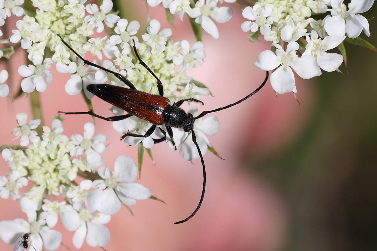 Stenurella bifasciata