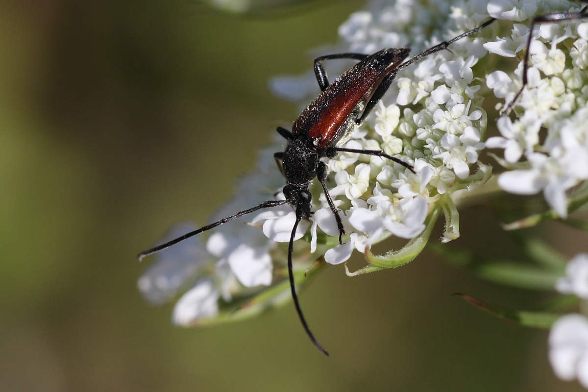 Stenurella bifasciata