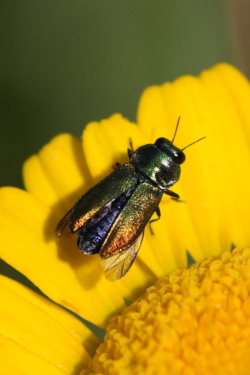 Anthaxia thalassophila ?