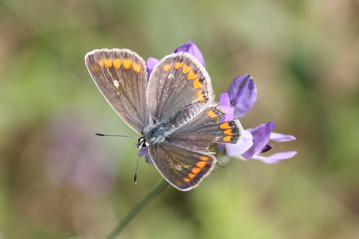 Polyommatus icarus ?