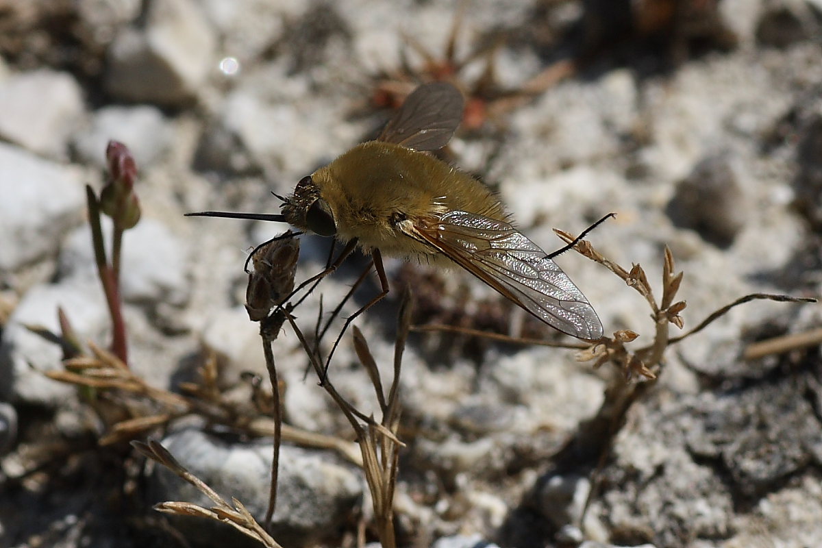 Systoecus ctenophorus ♀  (Bombyliidae)