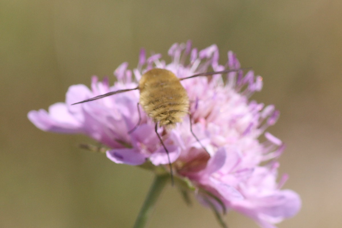 Systoecus ctenophorus ♀  (Bombyliidae)