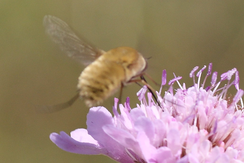 Systoecus ctenophorus ♀  (Bombyliidae)