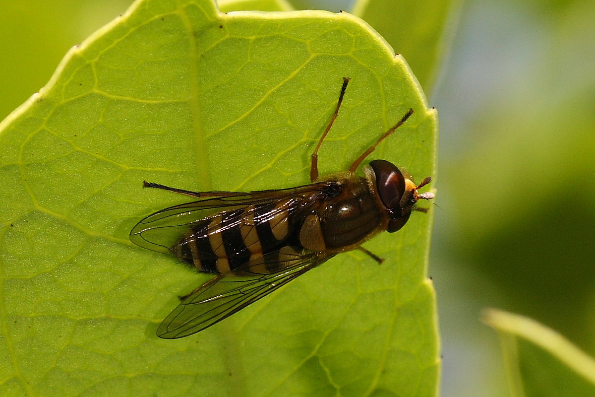 Syrphus ribesii ?