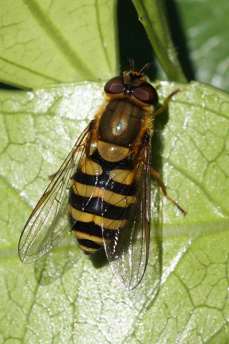 Syrphus ribesii ?