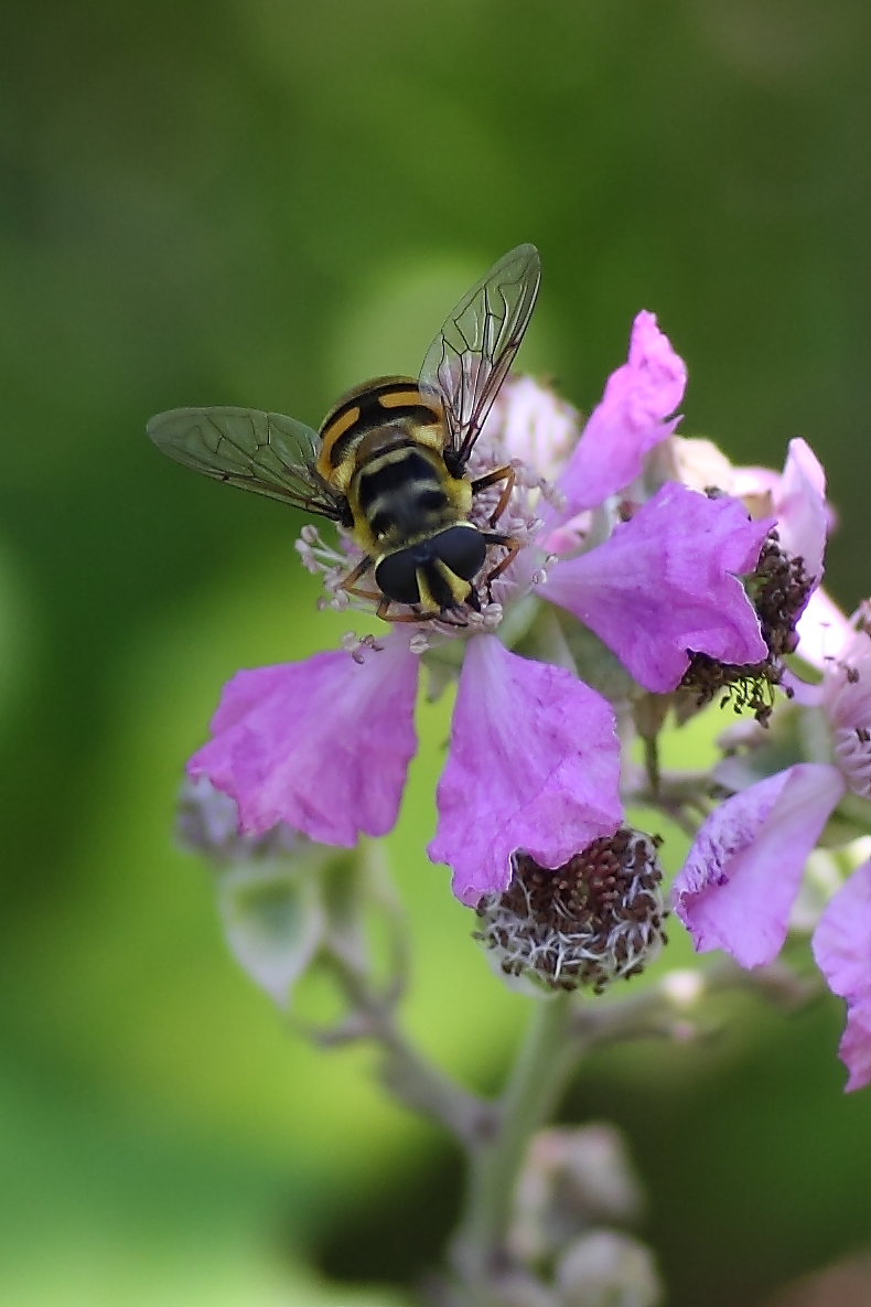 Myathropa florea