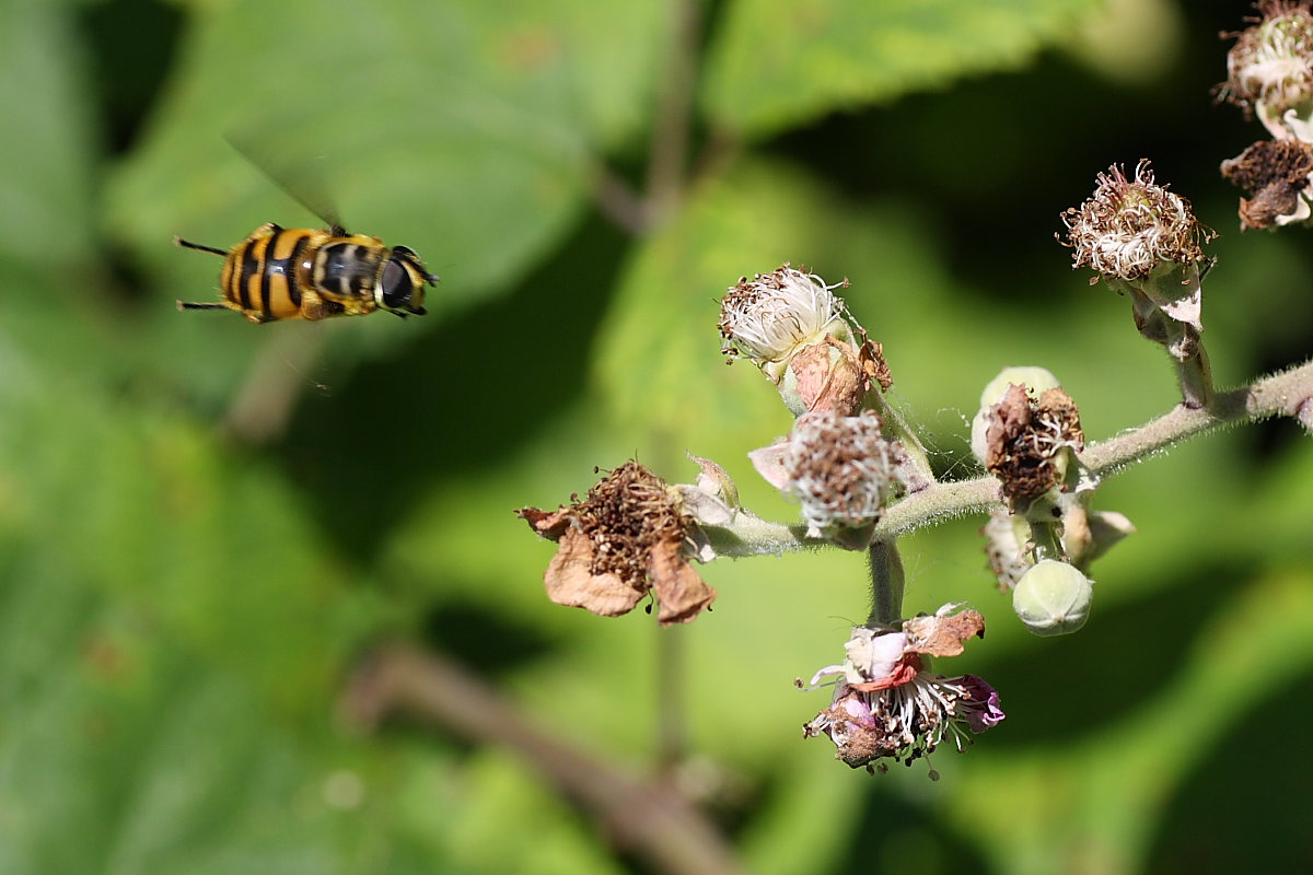 Myathropa florea