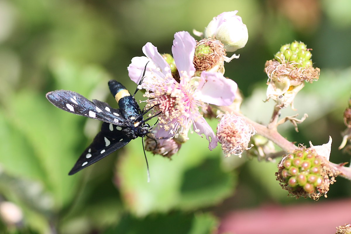 Amata phegea ?