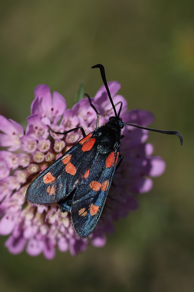 Zygaenidae da identificare