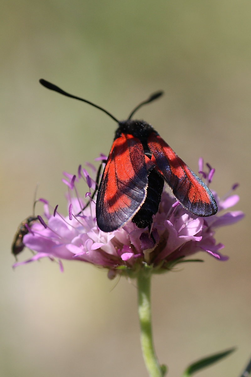 Zygaenidae da identificare