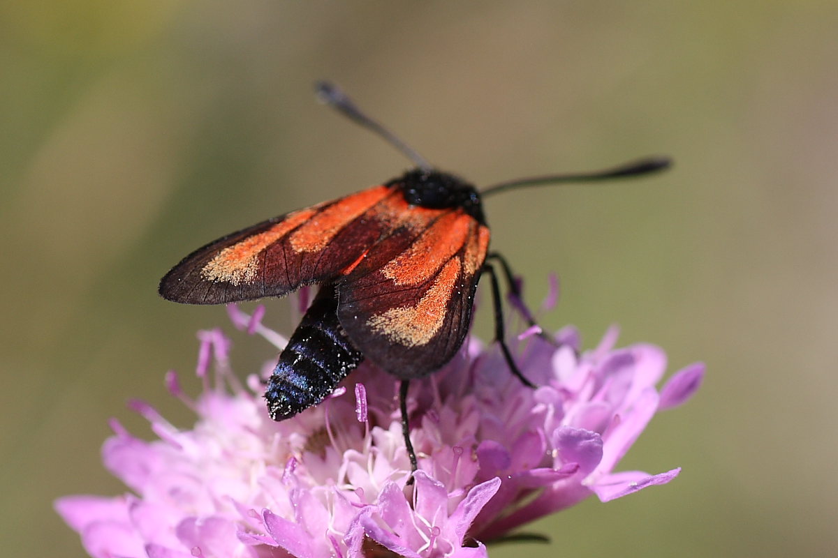 Zygaenidae da identificare