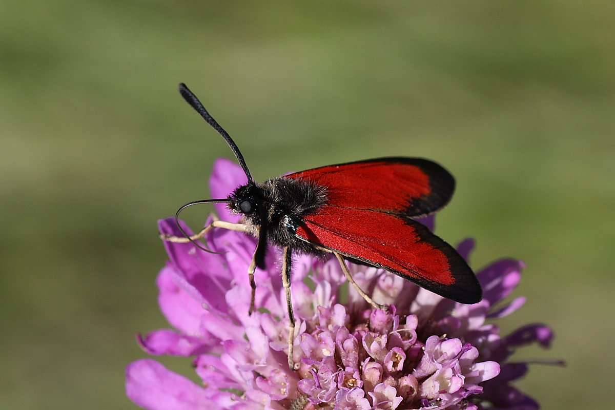 Zygaenidae da identificare