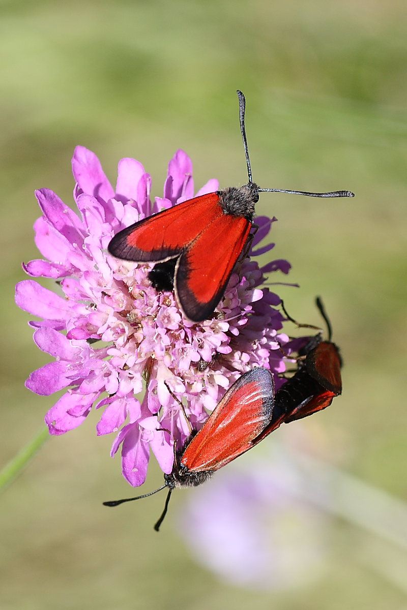 Zygaenidae da identificare