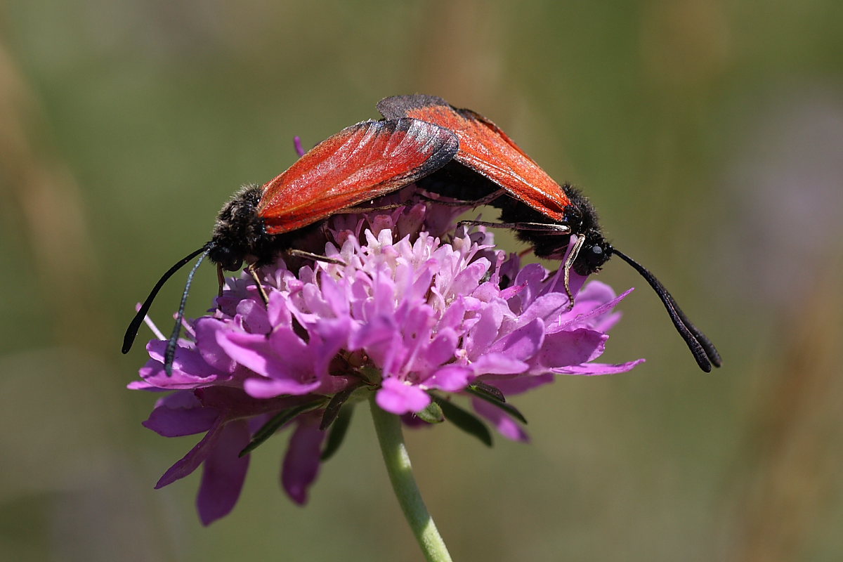 Zygaenidae da identificare