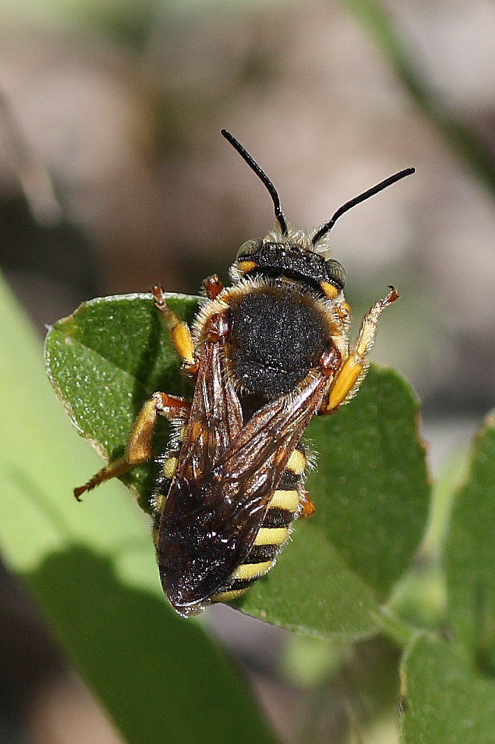 Anthidium so. (Apidae Megachilinae) e altro Apidae