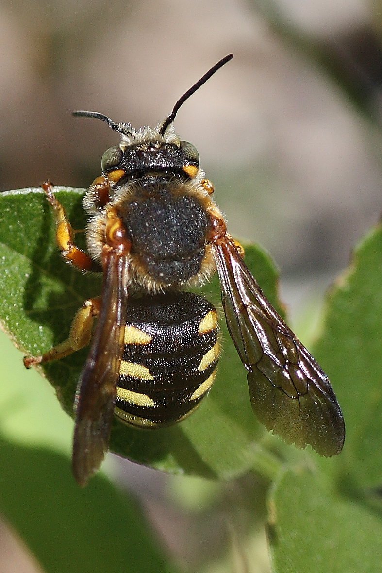 Anthidium so. (Apidae Megachilinae) e altro Apidae