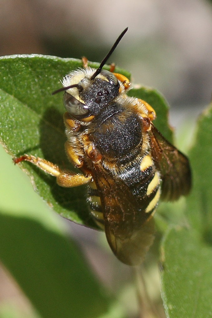 Anthidium so. (Apidae Megachilinae) e altro Apidae