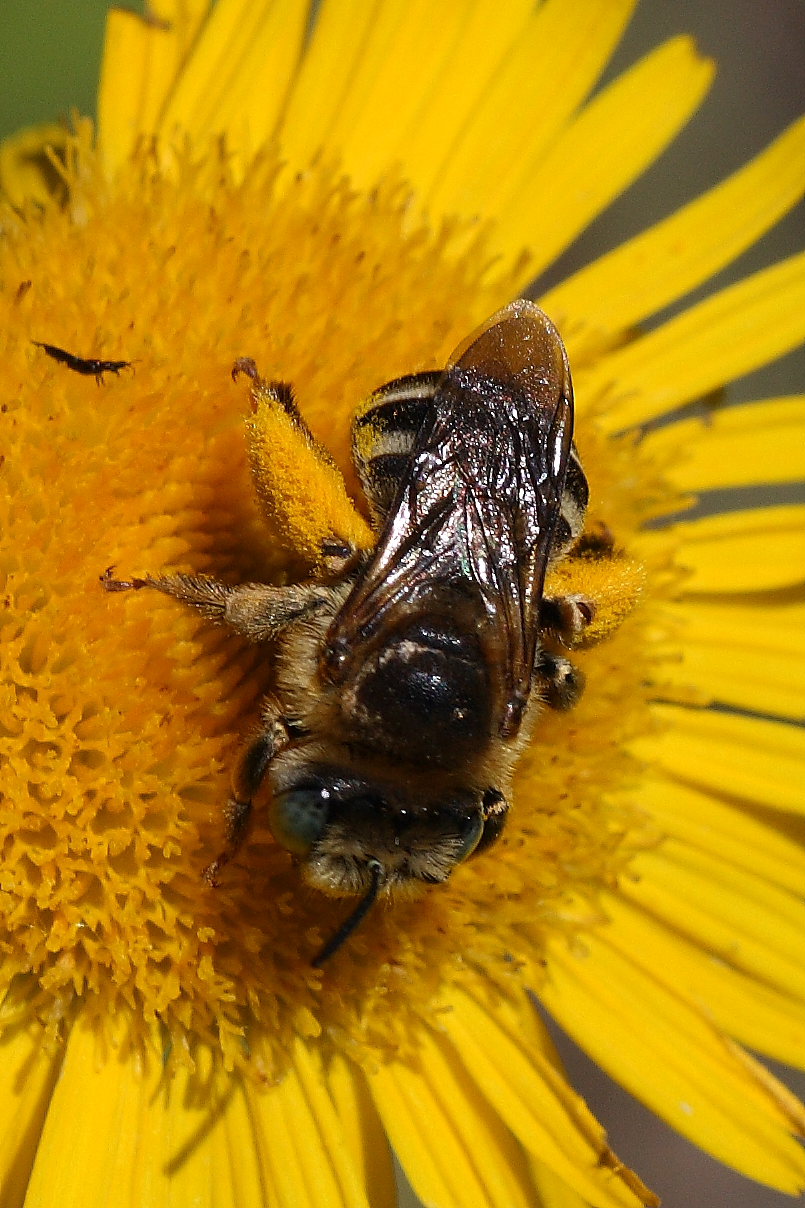 Anthidium so. (Apidae Megachilinae) e altro Apidae