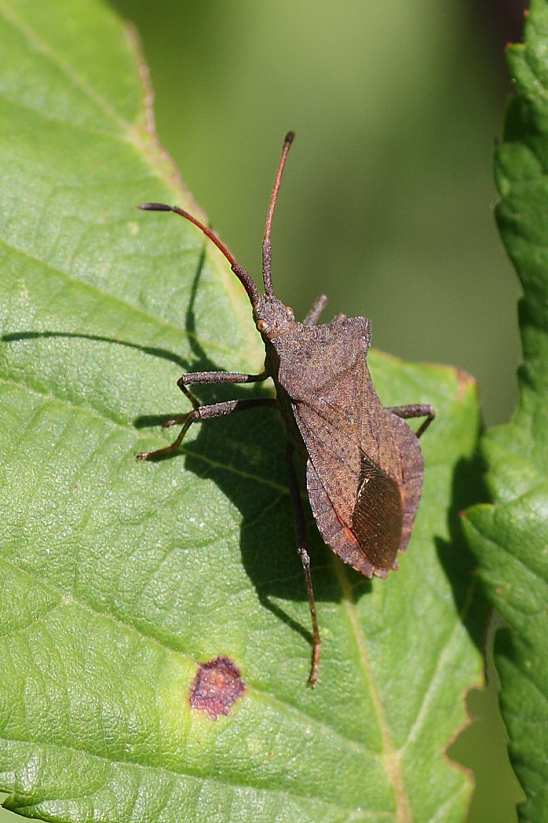 Coreus marginatus e Centrocoris spiniger del m.te Conero