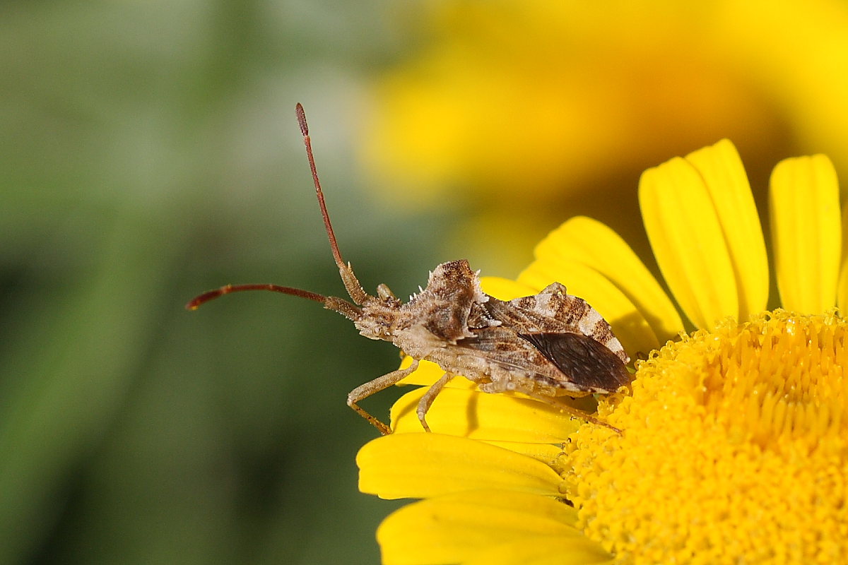 Coreus marginatus e Centrocoris spiniger del m.te Conero