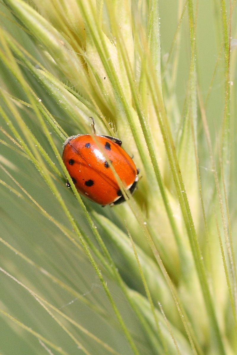 Coccinella da identificare