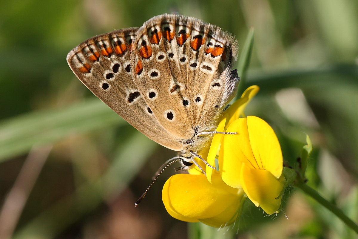 Tre Lycaenidae da identificare - Polyommatus icarus