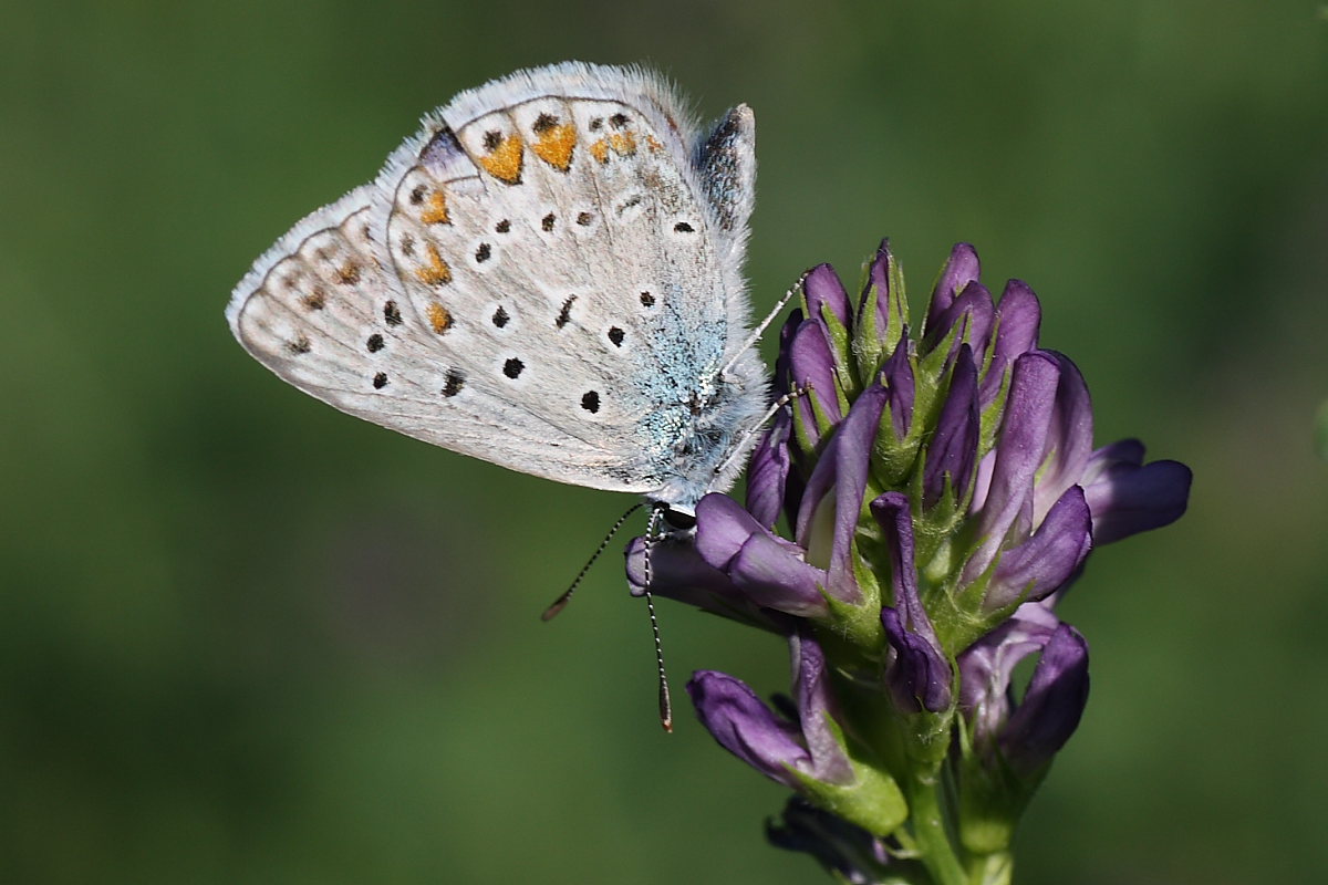 Tre Lycaenidae da identificare - Polyommatus icarus