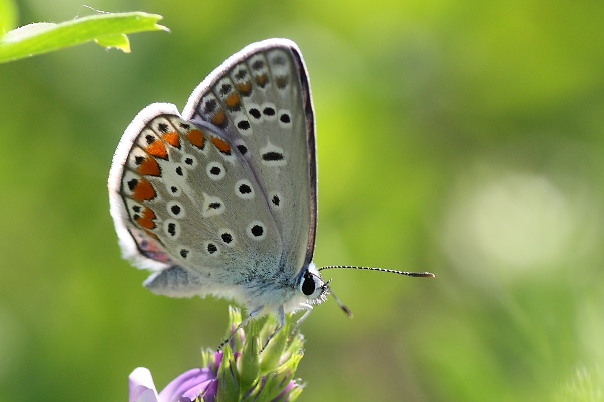 Tre Lycaenidae da identificare - Polyommatus icarus