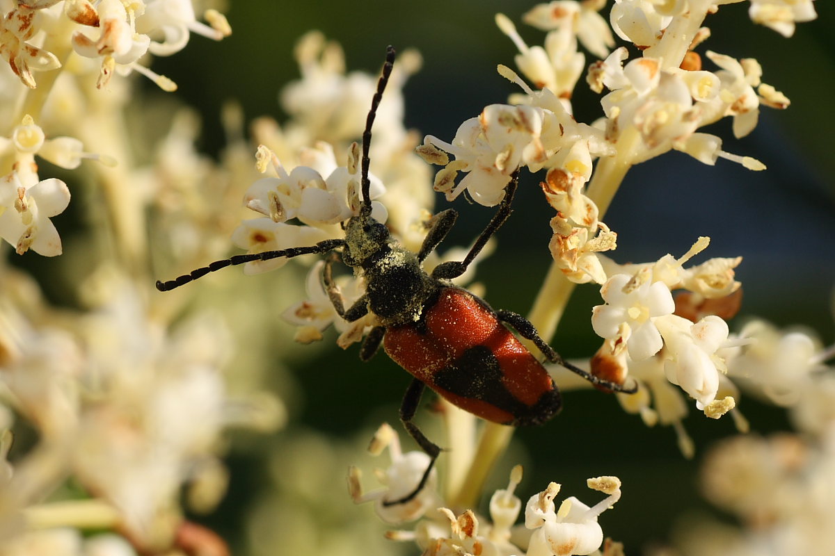 Stictoleptura cordigera ?