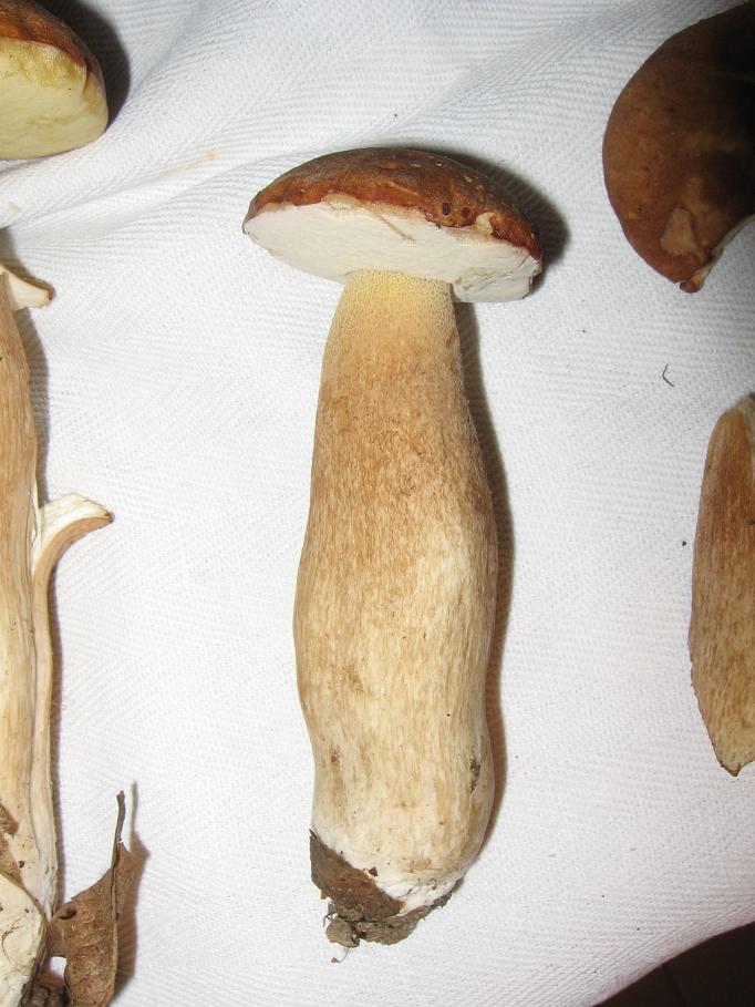 boletus aestivalis????