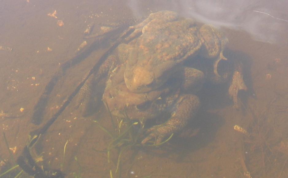 Rospi ai Pantani di Accumuli - Bufo bufo