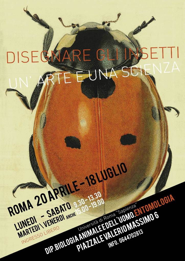 Mostra di disegni entomologici