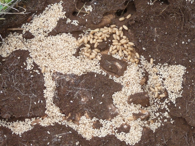 Lasius paralienus